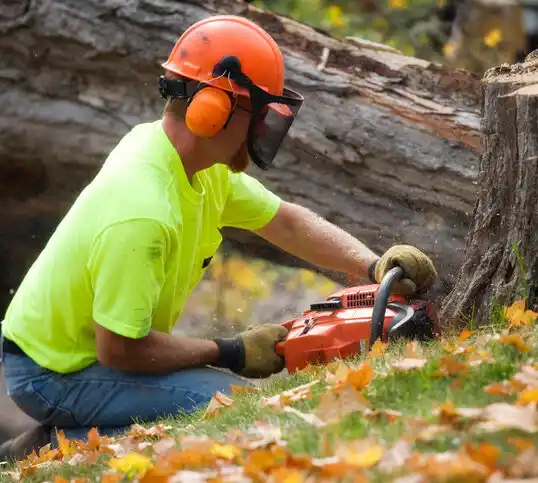 tree services Porters Neck